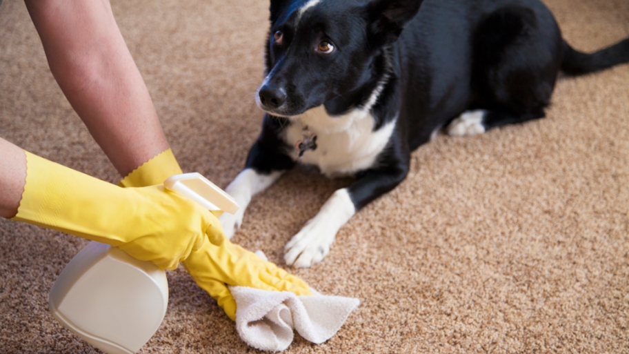cleaning-pet-stain-carpet